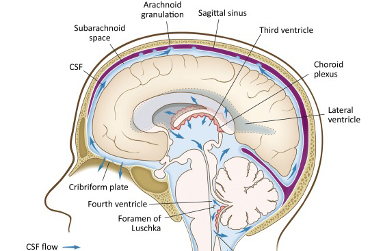 Lymphatic Drainage And Neuroinflammation Illustration of lymphatic drainage and its connection to neuroinflammation